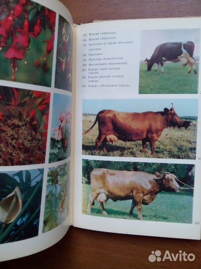 Советы по ведению приусадебного хозяйства