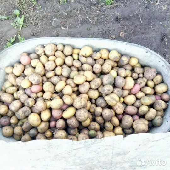 Продам мелкий картофель