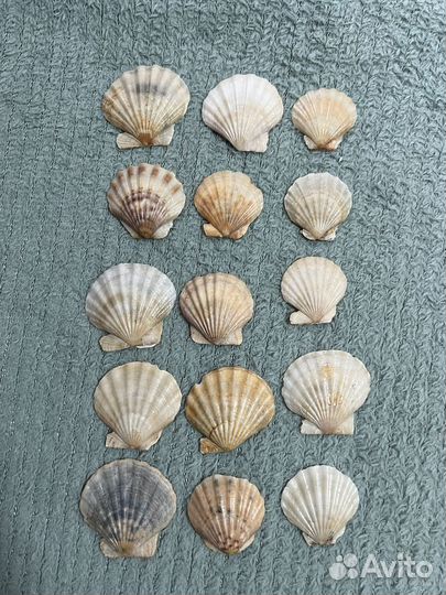 Морские ракушки раковины