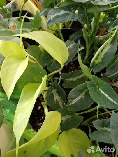 Традесканция, эпипремнумы, филодендрон