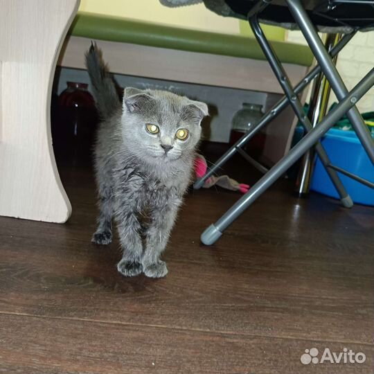 Шотландский котенок