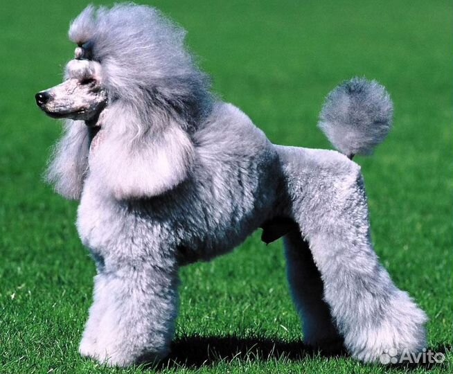 Помощь владельцам собак