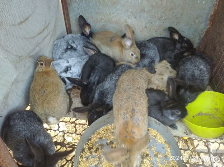 Кролик Полтавское серебро