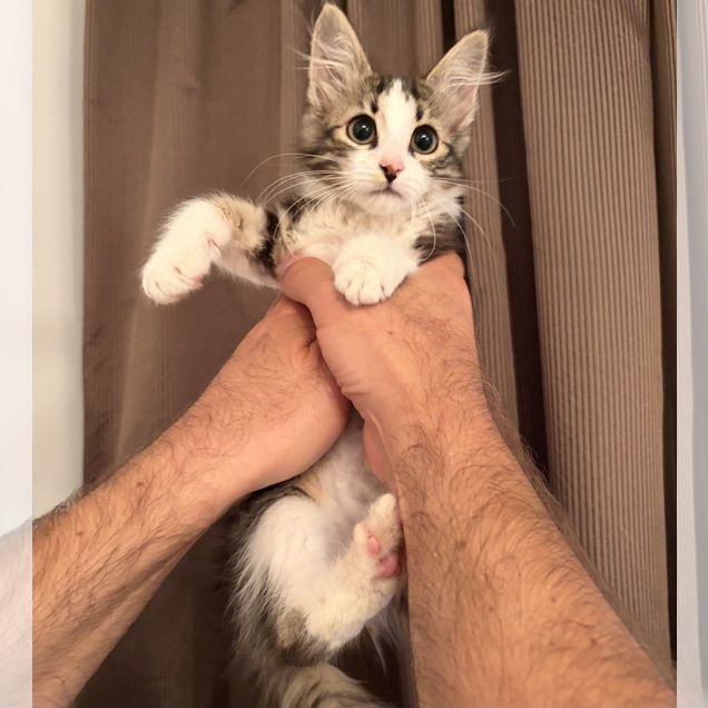 Котёнок в добрые руки