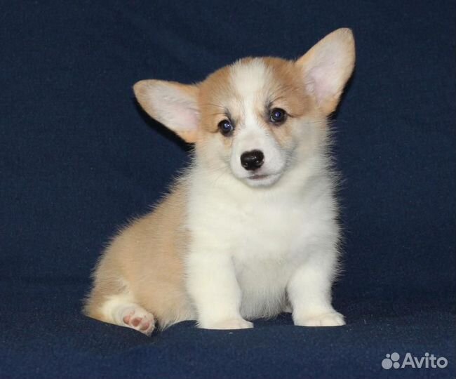 Продаю Вельш Корги Пемброк