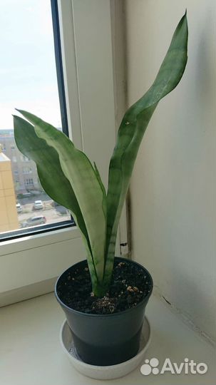 Сансевиерия муншайн