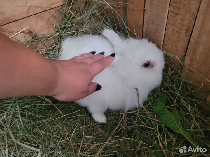 Декоративный кролик