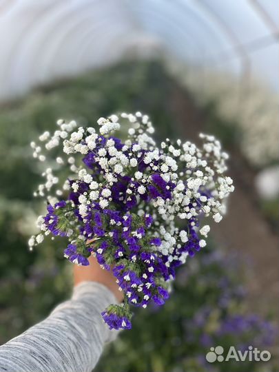 Букет статица,гипсофила,сухоцвет