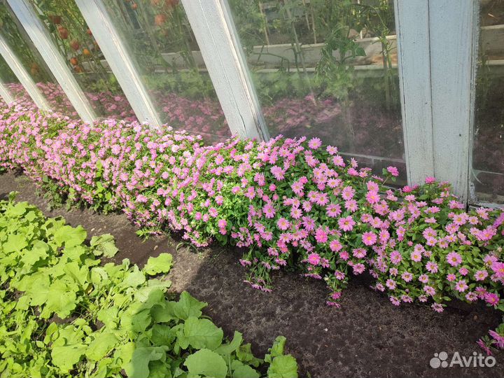 Астры бордюрные(альпийские),многолетние