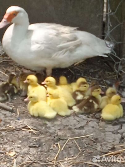 Мускусные утки тяжёлой линии, индоутята, цыплята