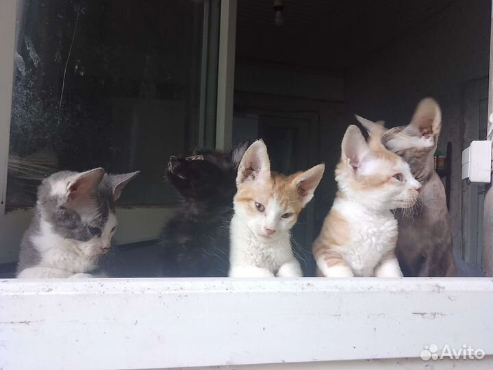 Котята (полукровки сфинкса) отдам