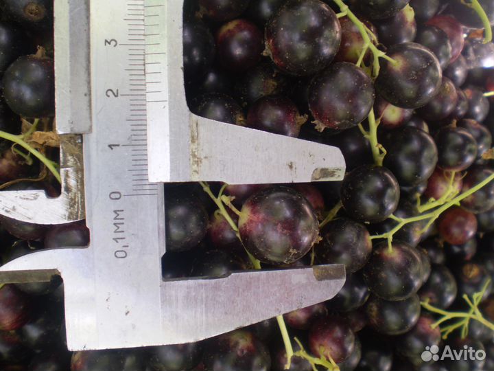 Саженцы чёрной смородины