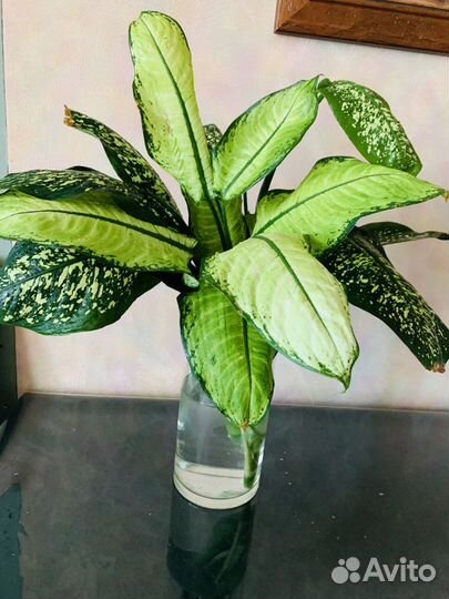 Диффенбахия