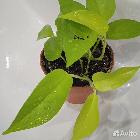 Сциндапсус неон