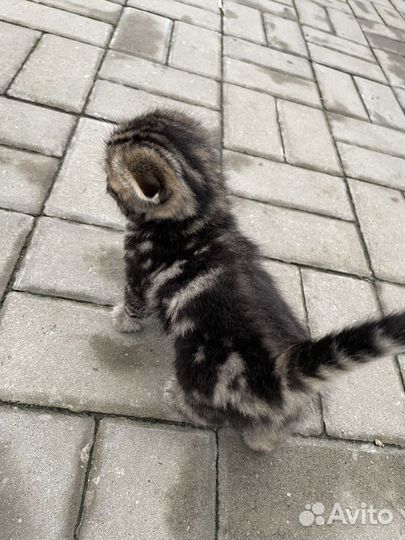 Шотландский вислоухий котенок