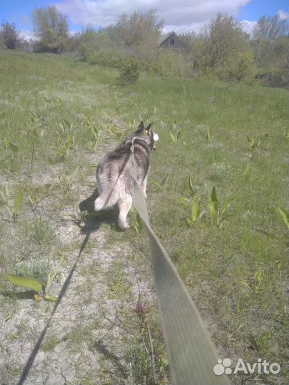 Передержка домашних животных,зооняня, выгул собак