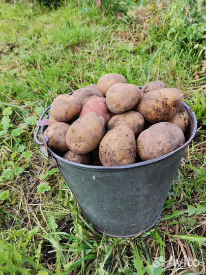 Продам картофель