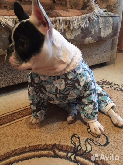 Пошив одежды для собак и кошек