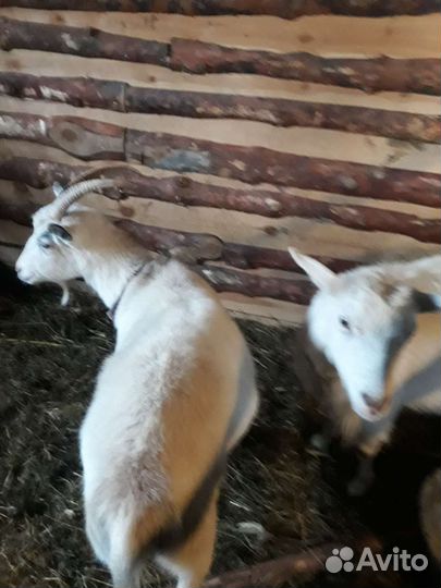 Козел и 2козы