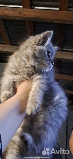 Сибирская кошка