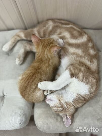 Котенок в добрые руки
