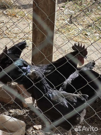 Инкубационные яйцо Ухей Илюй и Леггорн