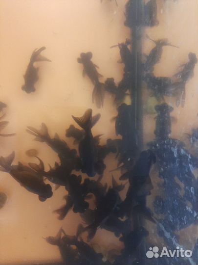 Аквариумные рыбки