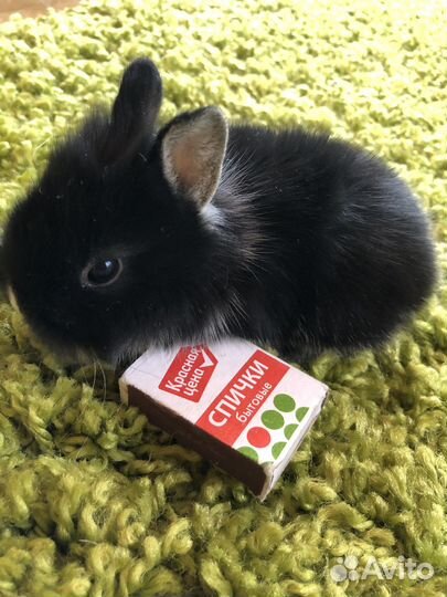 Львиноголовые карликовые кролики