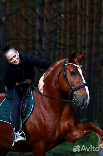 Конные прогулки