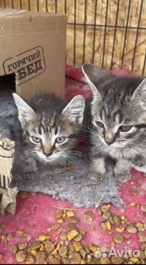 Котята от мышеловки