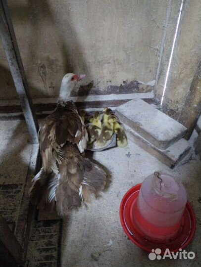 Индо утка с утятами