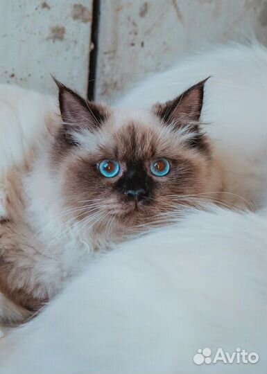 Невская маскарадная