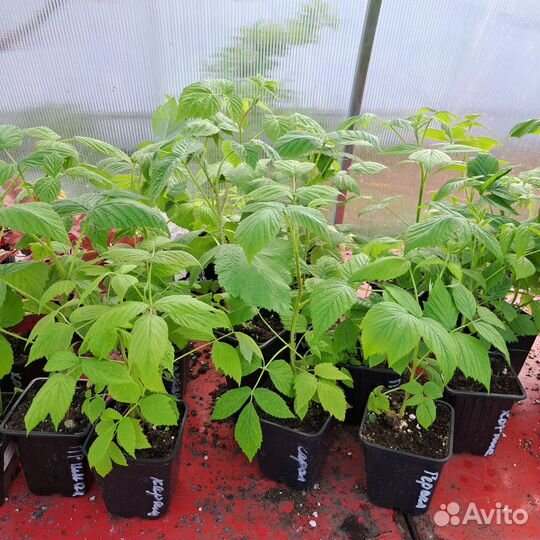 Саженцы малины лучших российских сортов с зкс