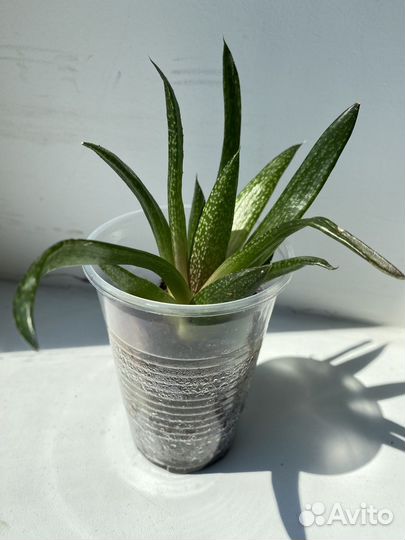 Гастерия флоу