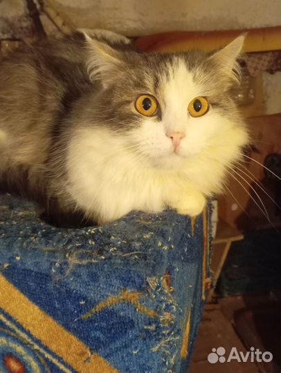 Сема в добрые руки. Кастрирован