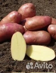 Картофель оптом ред скарлет