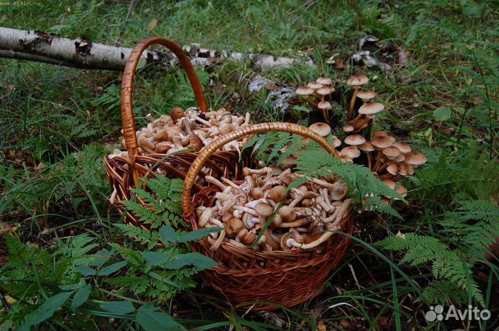 Опята осенние