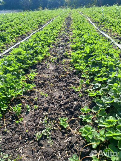 Рассада клубника