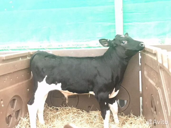 Телята мясной породы бычки