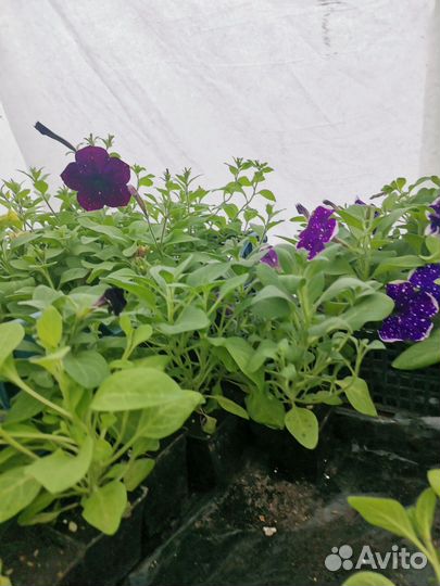 Рассада петуньи ампельной, махровой, каскадной