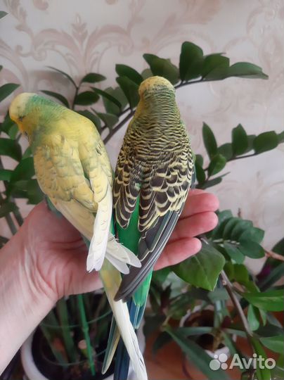 Волнистый попугай Чех