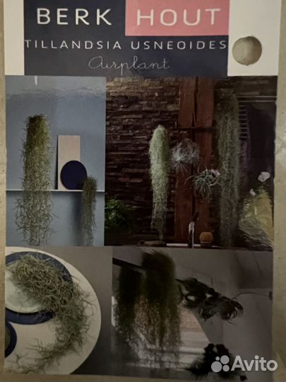 Комнатные растения Тилландсия атмосферная