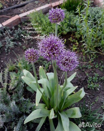 Саженцы ягодных + разные MV