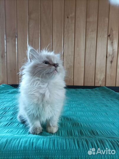 Невские котята