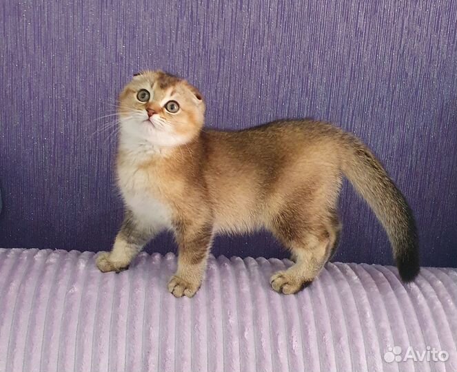 Шотландские вислоухие котята