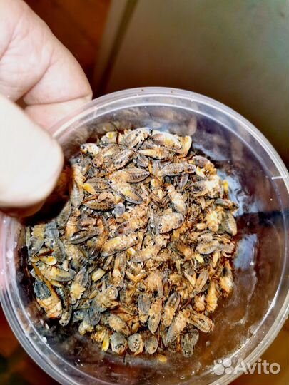 Банановый сверчок (замороженный)