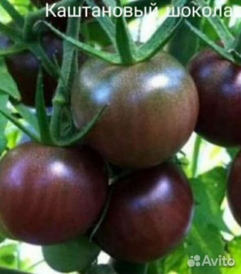 Семена сортовых томатов с антоцианом