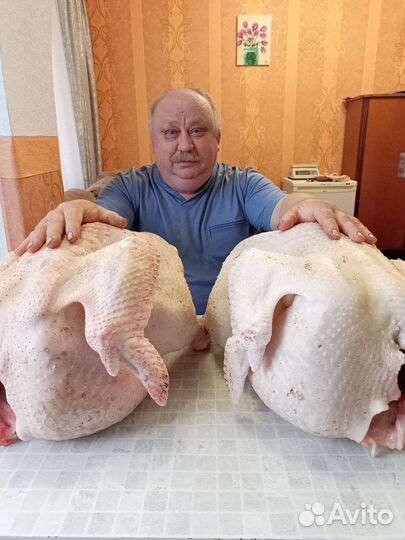 Инкубяйцо сельхозптицы