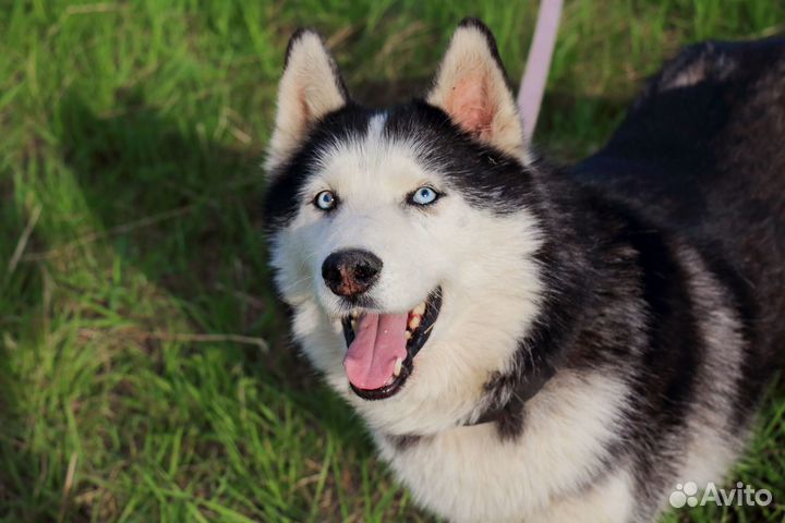 Солист в Добрые Руки