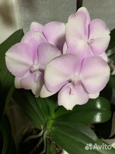 Орхидея фаленопсис